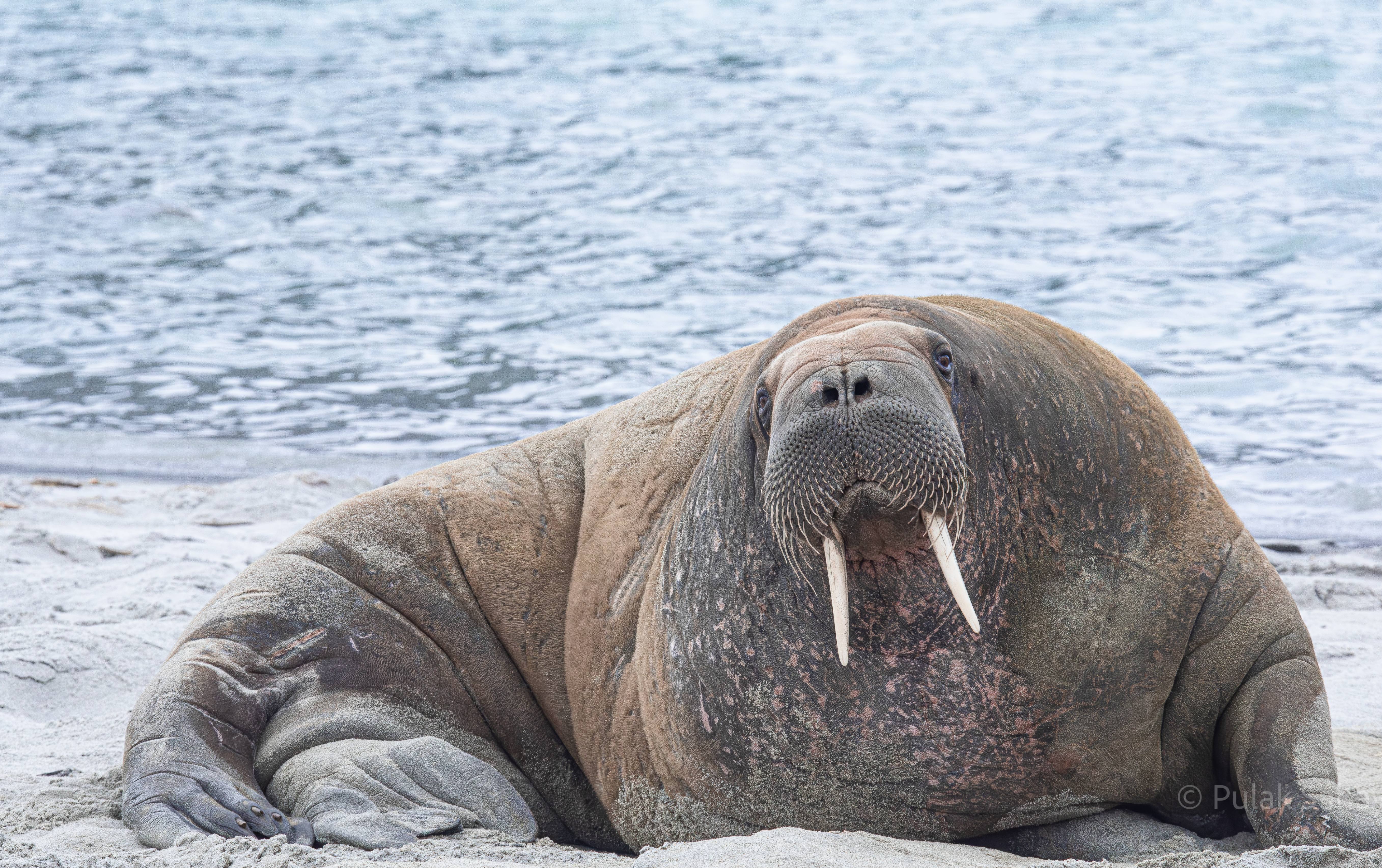 Majestic Walrus